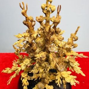 Bình Hoa Mai Gỗ Hoàng Đàn Tuyết Lạng Sơn