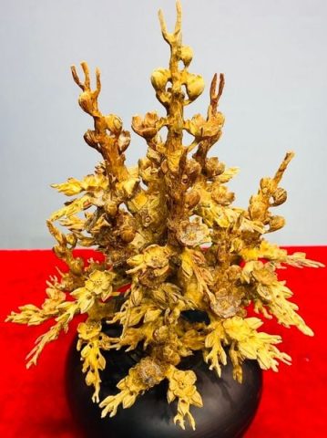 Bình Hoa Mai Gỗ Hoàng Đàn Tuyết Lạng Sơn