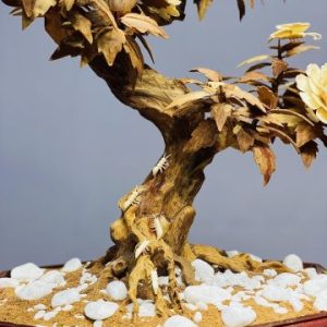 Bonsai Hoa Phù Dung Ngà Voi Gỗ Hoàng Đàn