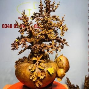 Bình Hoa Mai Gỗ Nu Hương