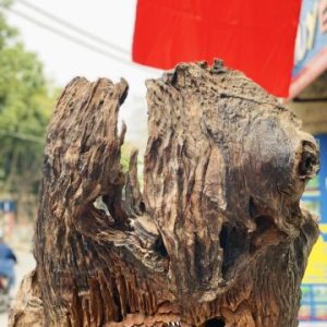 Đạt Ma Sư Tổ Ngồi Thiền Dưới Cây Tùng Gỗ Hương