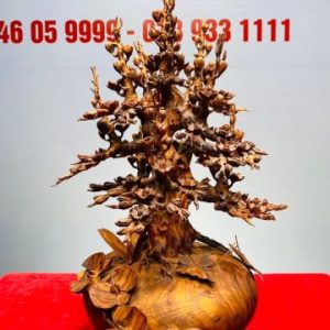 Bình Hoa Mai Gỗ Sưa