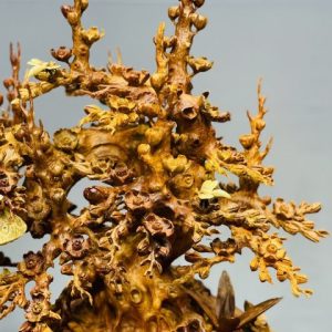 Bình Mai Gỗ Hương