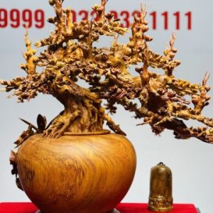 Bình Mai Gỗ Hương