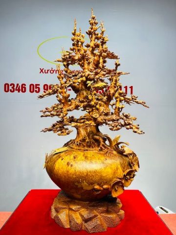 Bình Mai Gỗ Nu Hương