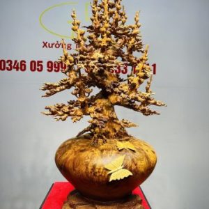 Bình Mai Gỗ Nu Hương