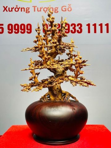 Bình Mai Hoàng Đàn Tuyết Lạng Sơn