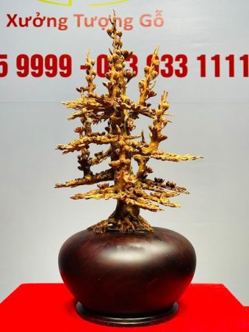 Bình Mai Hoàng Đàn Tuyết Lạng Sơn