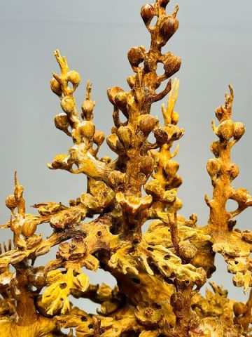 Bình Mai Hoàng Đàn Tuyết Lạng Sơn