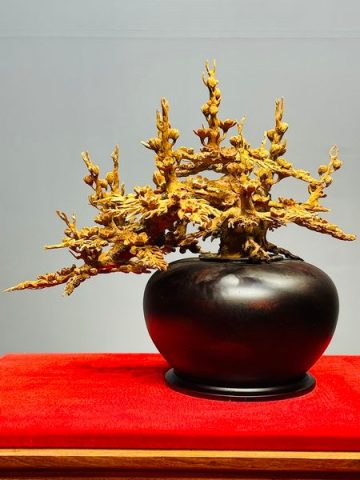 Bình Mai Gỗ Hoàng Đàn Tuyết Lạng Sơn