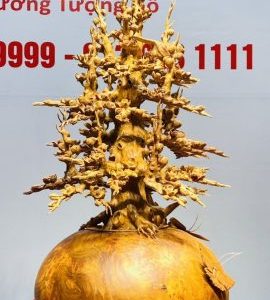 Bình Mai Gỗ Nu Ngọc Am