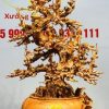 Bình Mai Gỗ Hương
