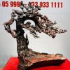 Cây Mai Chim Sẻ Gỗ Trắc