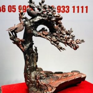 Cây Mai Chim Sẻ Gỗ Trắc