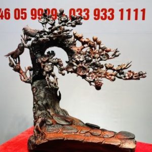 Cây Mai Chim Sẻ Gỗ Trắc