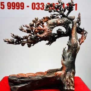 Cây Mai Chim Sẻ Gỗ Trắc