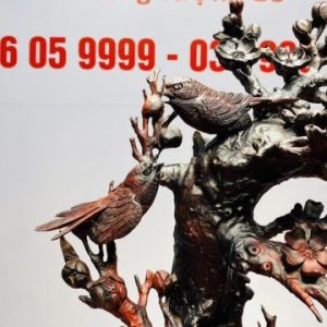 Cây Mai Chim Sẻ Gỗ Trắc