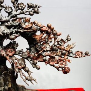 Cây Mai Chim Sẻ Gỗ Trắc