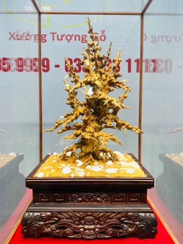 Cây Mai Gỗ Hoàng Đàn Tuyết Lạng Sơn kết hợp với Ngà Voi
