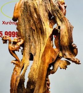 Đạt Ma Thuần Rồng Gỗ Nu Hương