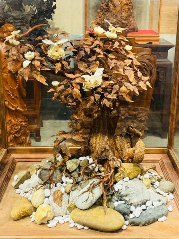 Bonsai Gỗ Sưa