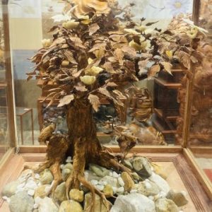 Bonsai Gỗ Sưa