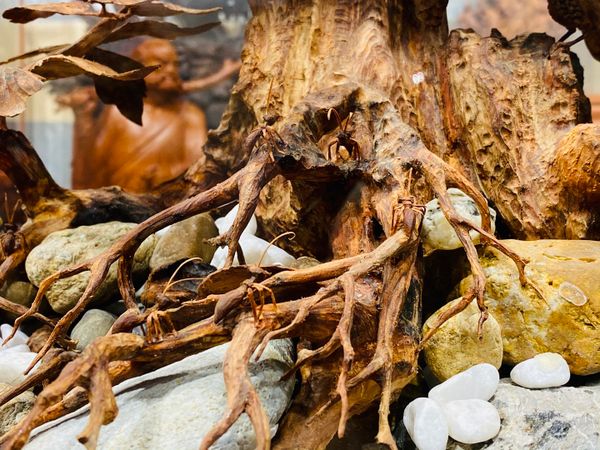Bonsai Gỗ Sưa