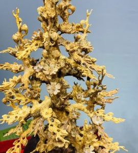 Bình Hoa Mai Hoàng Đàn - Tử Đàn