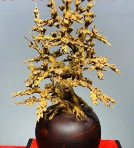 Bình Hoa Mai Hoàng Đàn - Tử Đàn