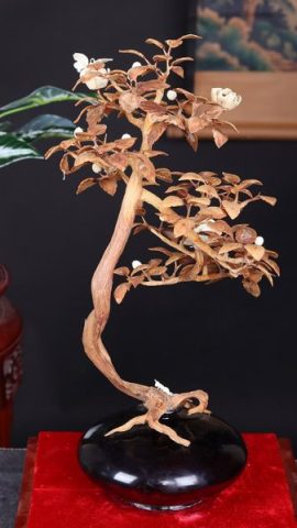 Bonsai Hoa Phù Dung Gỗ Sưa