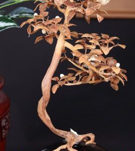 Bonsai Hoa Phù Dung Gỗ Sưa