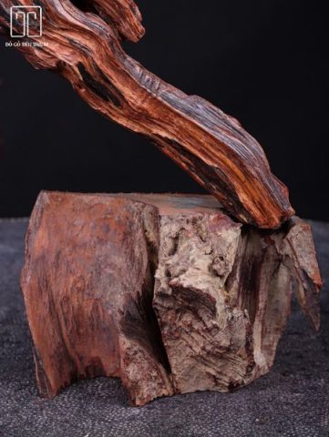 Thần Trà Gỗ Trắc