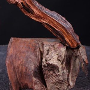 Thần Trà Gỗ Trắc