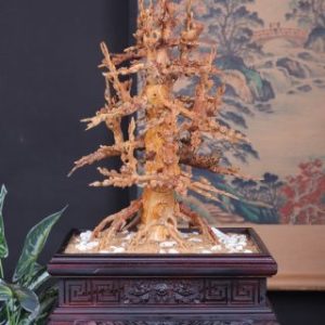 Chậu Hoa Mai Gỗ Hoàng Đàn Tuyết Lạng Sơn