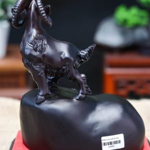 Nhất dương gỗ trắc đen