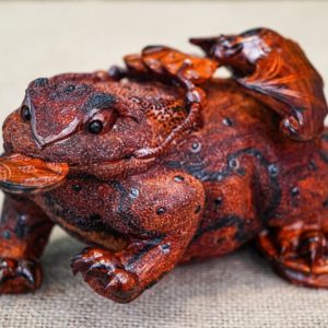 Cóc gỗ trắc