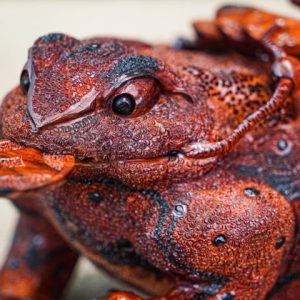 Cóc gỗ trắc