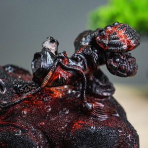 Thiềm thừ gỗ trắc Thiềm thừ gỗ trắc