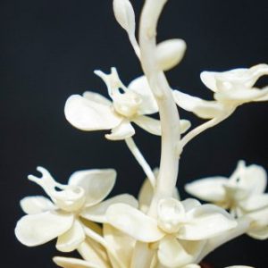 Bình hoa mini Bình hoa mini