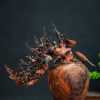 bonsai đào gỗ trắc bonsai đào gỗ trắc