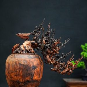 bonsai đào gỗ trắc bonsai đào gỗ trắc