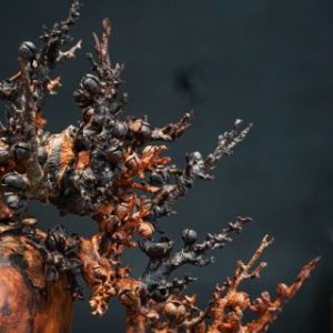 bonsai đào gỗ trắc bonsai đào gỗ trắc