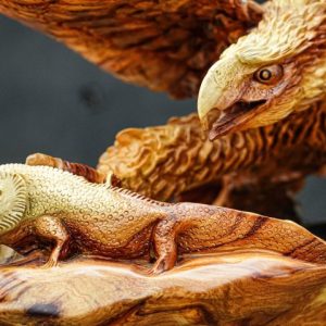 đại bàng săn mồi đại bàng săn mồi