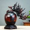 bonsai đào gỗ trắc bonsai đào gỗ trắc