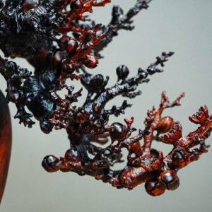 bonsai đào gỗ trắc bonsai đào gỗ trắc