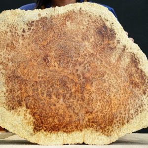 Diện di lạc gỗ ngọc am Diện di lạc gỗ ngọc am