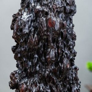 đạt ma nu cẩm đạt ma nu cẩm