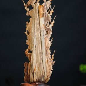 chim trĩ hoa mai