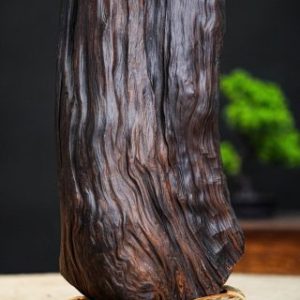 đạt ma bán thân đạt ma bán thân