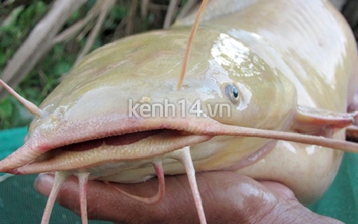 Mơ thấy cá trê nên đánh số gì may mắn